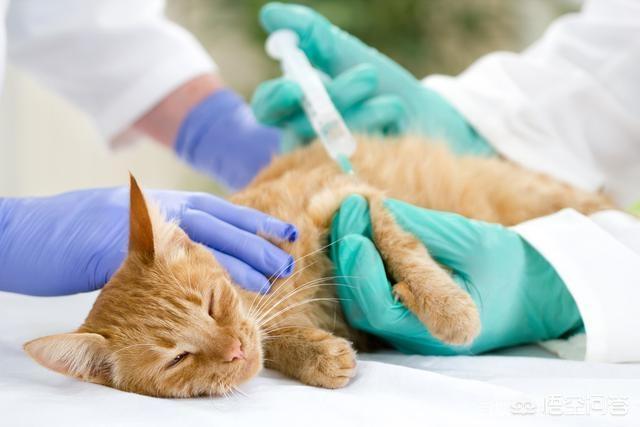 素力高海藻粉对猫咪的作用:为什么有些猫咪会在你熟睡时过来闻你？
