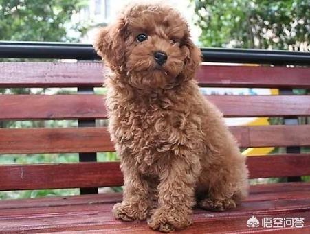 1岁泰迪犬怎么养:养泰迪犬每天都要做什么？