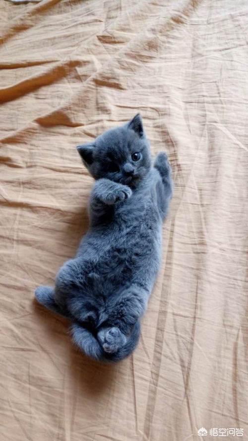 头条问答 350元的蓝猫能买吗 怎么样 26个回答