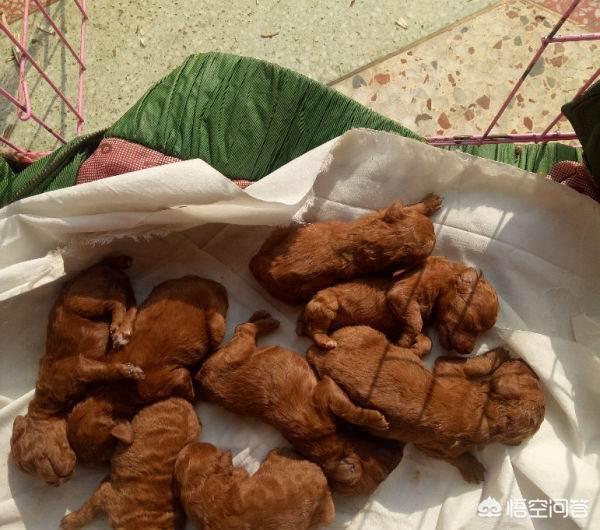 泰迪犬多少钱一只:泰迪犬多少钱一只幼崽 为什么泰迪犬价格那么便宜？