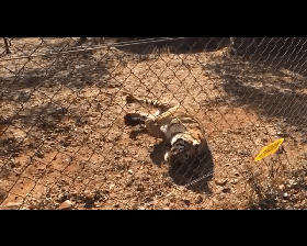 野狗交配:如果把成群家犬宠物犬流浪犬放到非洲草原，能否存活繁衍下去？