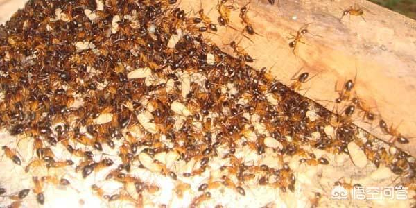 用什么能把蚂蚁消灭？