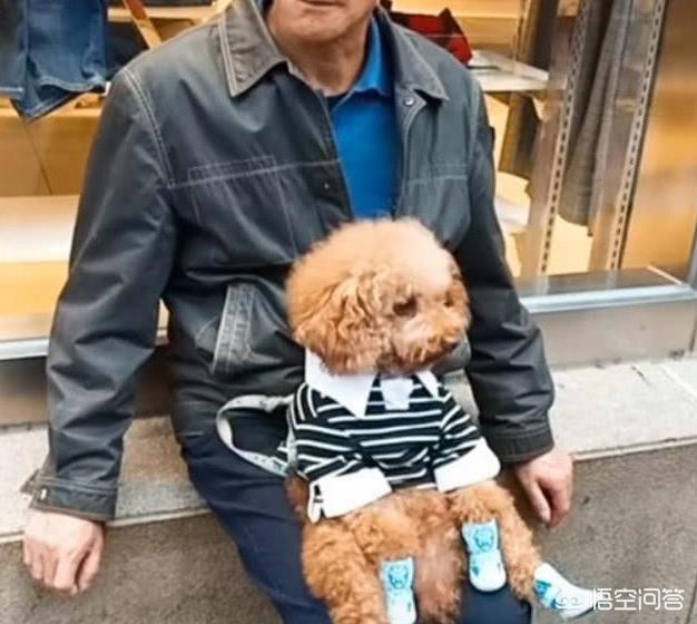 名狗图片taidi:名狗图片大全 为什么都不建议养泰迪犬？