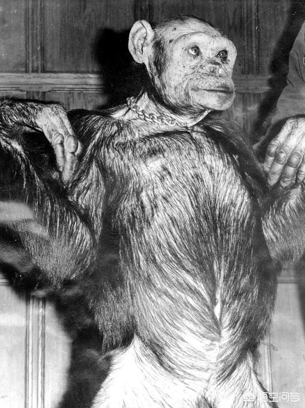 克罗斯河大猩猩仅200只:人类与黑猩猩存在生殖隔离吗？