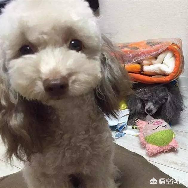 一个月贵宾犬图片欣赏:养一只巨贵犬是什么体验？