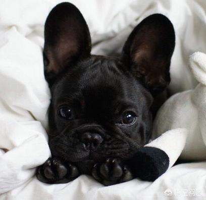 法牛犬:怎么惩罚法斗犬是不对的？