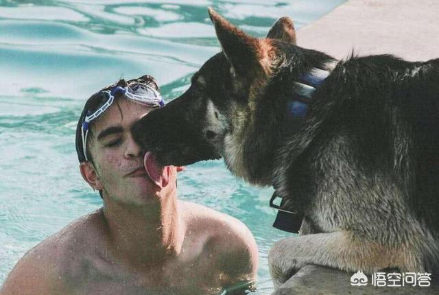 日本土佐犬打架:狗界的四疯三傻是哪几种狗狗？ 土佐犬打架视频