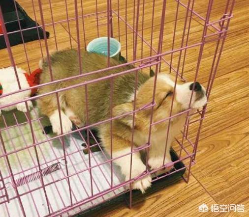 听话的柯基犬怎么训练:惩罚柯基犬，你一般是用什么方法？