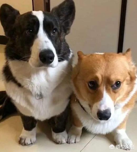 听话的柯基犬怎么训练:惩罚柯基犬，你一般是用什么方法？