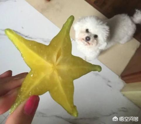 狗狗搜搜:什么水果对狗狗来说就跟“毒药”一样？