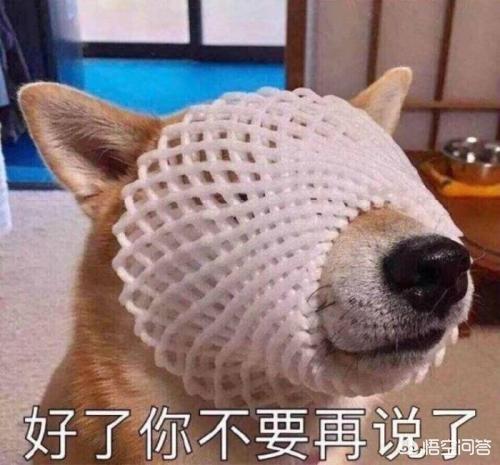 学狗叫声音大全:我的室友总是学狗叫怎么办？
