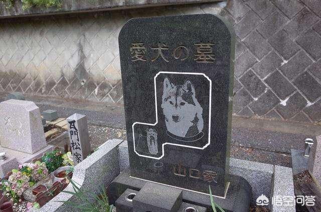 宠物离世可休丧假正在实施过程:在狗狗即将离世的时候，有哪些事需要做？