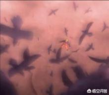 千代vs蝎:《火影忍者》中蝎的最后一个卷轴是什么？