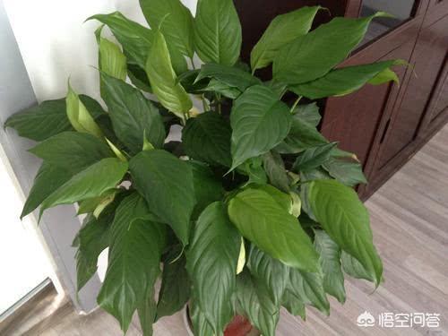 广东本地水草种类:河里最常见水草名称 广东万年青四季常绿，盆栽要如何管理呢？