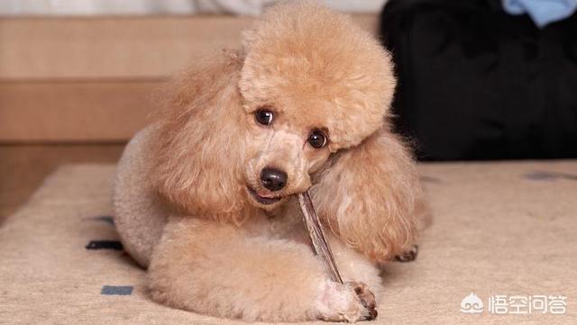 贵宾犬怎么养怎么训练:贵宾犬喂食，有什么是能吃的，有什么不能吃的？