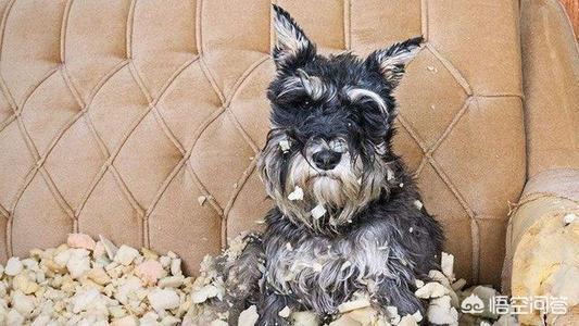 雪纳瑞犬北京宠物论坛:雪纳瑞不吃狗粮怎么回事？