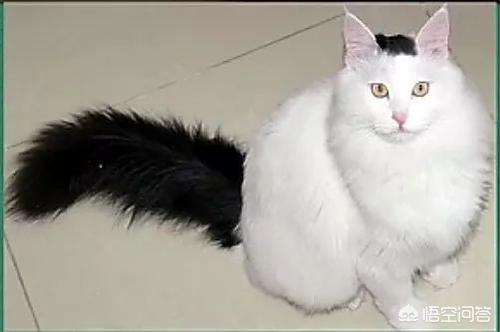 素力高海藻粉对猫咪的作用:怎么从一窝猫咪中挑选出猫王？