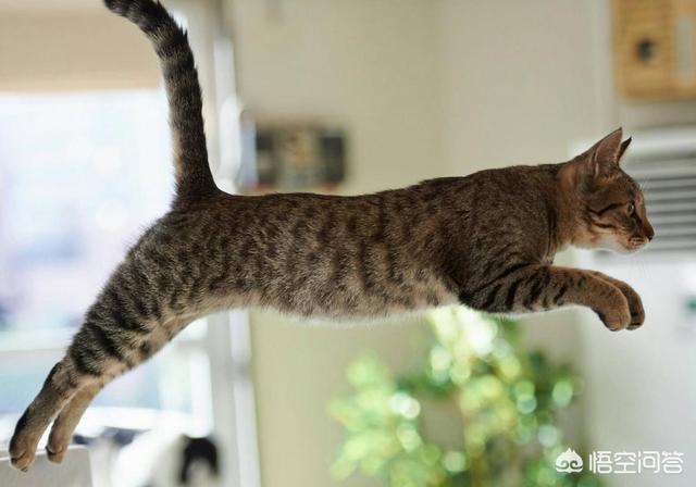素力高海藻粉对猫咪的作用:怎么从一窝猫咪中挑选出猫王？