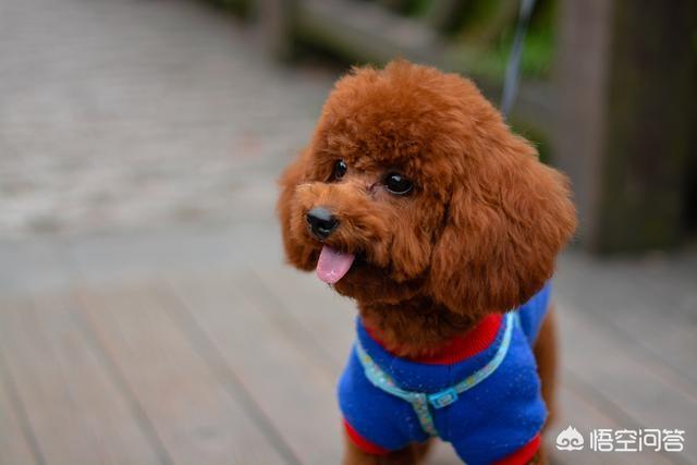 比格犬性格公泰迪绝育:想要了解泰迪的性格，可以从哪些方面入手？