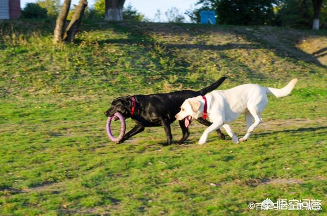 拉布拉多犬图片大全:一只拉布拉多成犬，它的正常体重是多少？太胖怎么办？