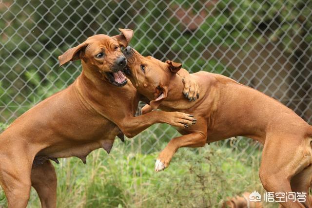 斗牛犬打架视频:哈士奇、金毛、拉布拉多打架哪个厉害？