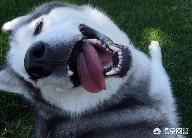 西敏寺哈士奇冠军犬图片:在哪里可以买到比较纯种的哈士奇？