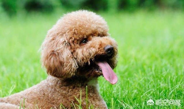 贵宾犬的图片欣赏:贵宾犬养得好不好，如何辨别可以一目了然？