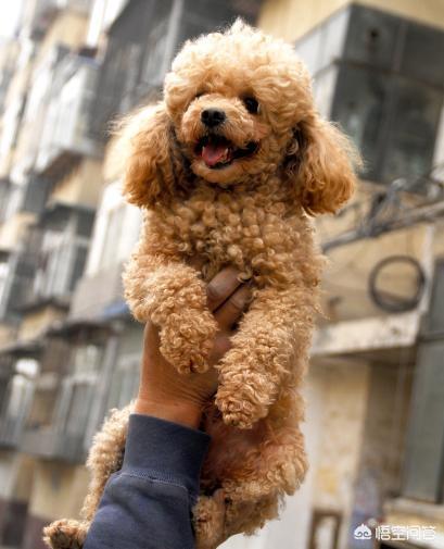 有杀泰迪吧吗:泰迪犬身上哪些部位不能随便打？严重的甚至会死亡？ 一拳能打死泰迪吗