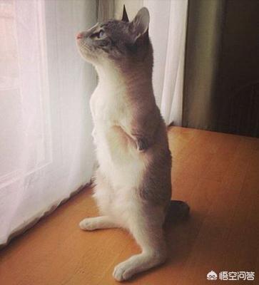 孟买猫和蓝猫不串种:懂猫的人能不能帮我看看这个是什么猫？ 孟买猫跟蓝猫配种