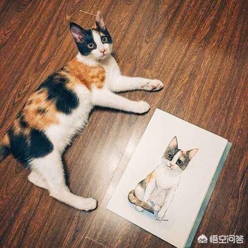 狸花猫和玳瑁猫生什么小猫:理性讨论一下，你们觉得玳瑁猫丑吗？