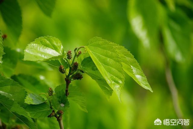 新鲜的桑叶可以直接泡水喝吗？