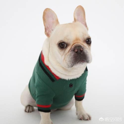 法国斗牛犬性格亲人:不少人养的法国斗牛犬都是串串，纯种的有哪些特征呢？