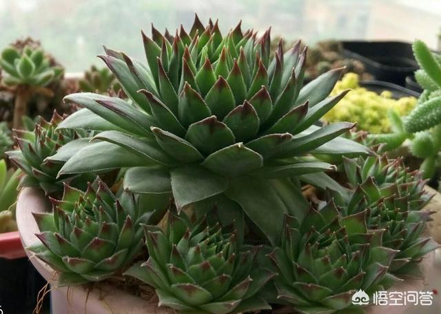 长生草属多肉植物图片:多肉植物长生草的精美图片 我家的观音莲都养了一年了怎么始终不长分枝呢？