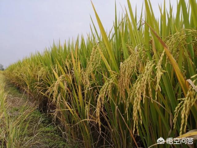 种植水稻怎么补锌，早稻秧田，每亩使用锌肥10斤，是不是过量了，对秧苗有什么影响