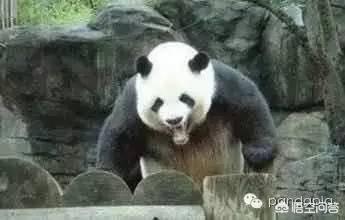 蚩尤骑熊猫:网上很多人说蚩尤打仗时骑着熊猫，出处在哪里？