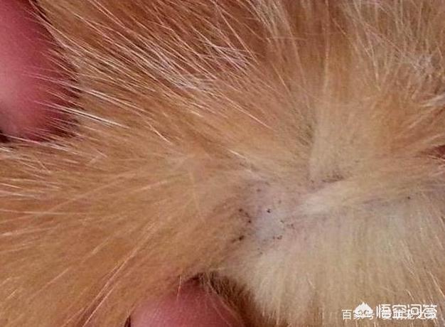 犬钩虫病的诊断与防治:狗狗有没有寄生虫，主要看什么地方，怎么看？ 犬钩虫病的诊断及治疗方法
