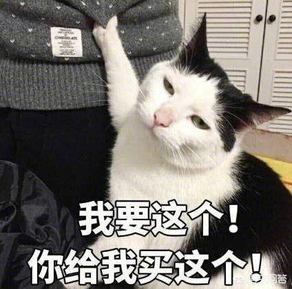 愤怒的猫咪下载:高智商的猫，都有哪些表现？