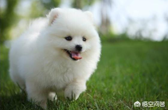 博美狗图片:新手饲养博美犬需要知道哪些事？