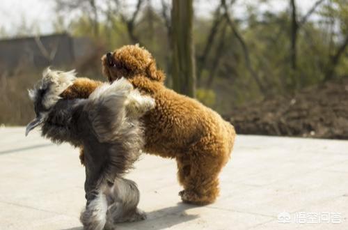 贵宾犬图片:为什么有的人不愿意养贵宾犬？