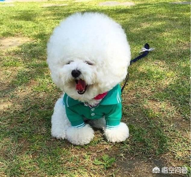 比熊太胖了怎么办:比熊犬成犬的标准体重是多少？如何养好？