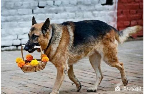 猫论坛德国牧羊犬视频:如何判断德国牧羊犬是否是纯种？