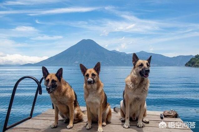 猫论坛德国牧羊犬视频:如何判断德国牧羊犬是否是纯种？
