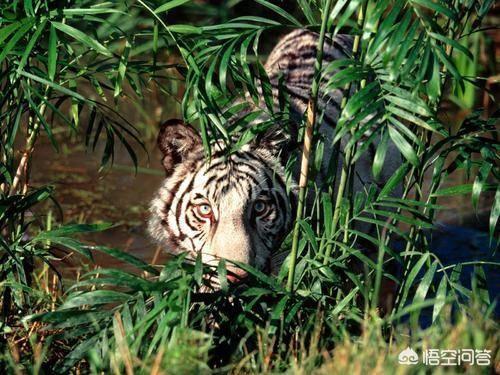被宣布灭绝30年的鹿类有蹄类生物银背鼷鹿在越南被重新发现，那么野生华南虎有被重新发现的可能吗？