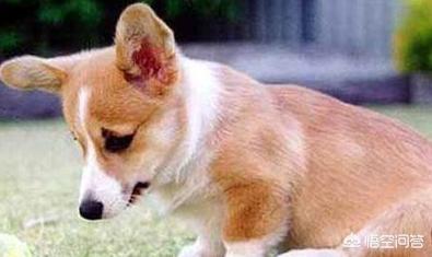 柯基犬怎么训练:我家柯基就是不会在厕所大小便，咋训练啊？