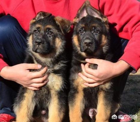小柴犬图片小时候:柴犬的魅力到底有多大？你为什么养柴犬？