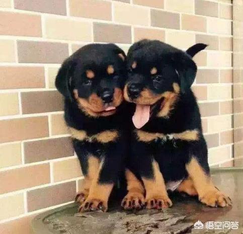 小柴犬图片小时候:柴犬的魅力到底有多大？你为什么养柴犬？