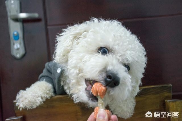 卷毛比雄犬图片和价格:在我国哪里可以买到比熊犬？幼犬价格多少钱？