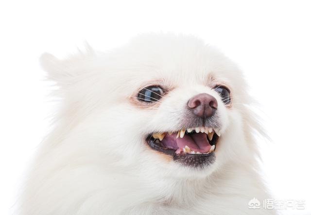 河南爆红小博美闹闹:为什么不喜欢博美犬的人，越来越多？