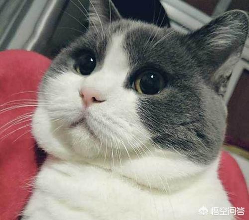 头条问答 黑鼻子英国篮白猫正宗吗 喵个不停的回答 0赞