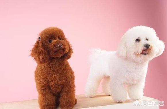 卷毛比雄犬和泰迪区别:泰迪犬和比熊犬相比，为什么泰迪犬更值得养？
